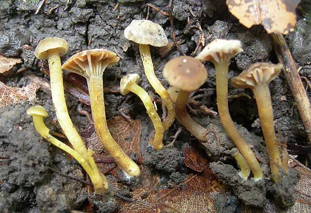 Camarophyllopsis micacea      (Berk. & Broome)       Arnolds